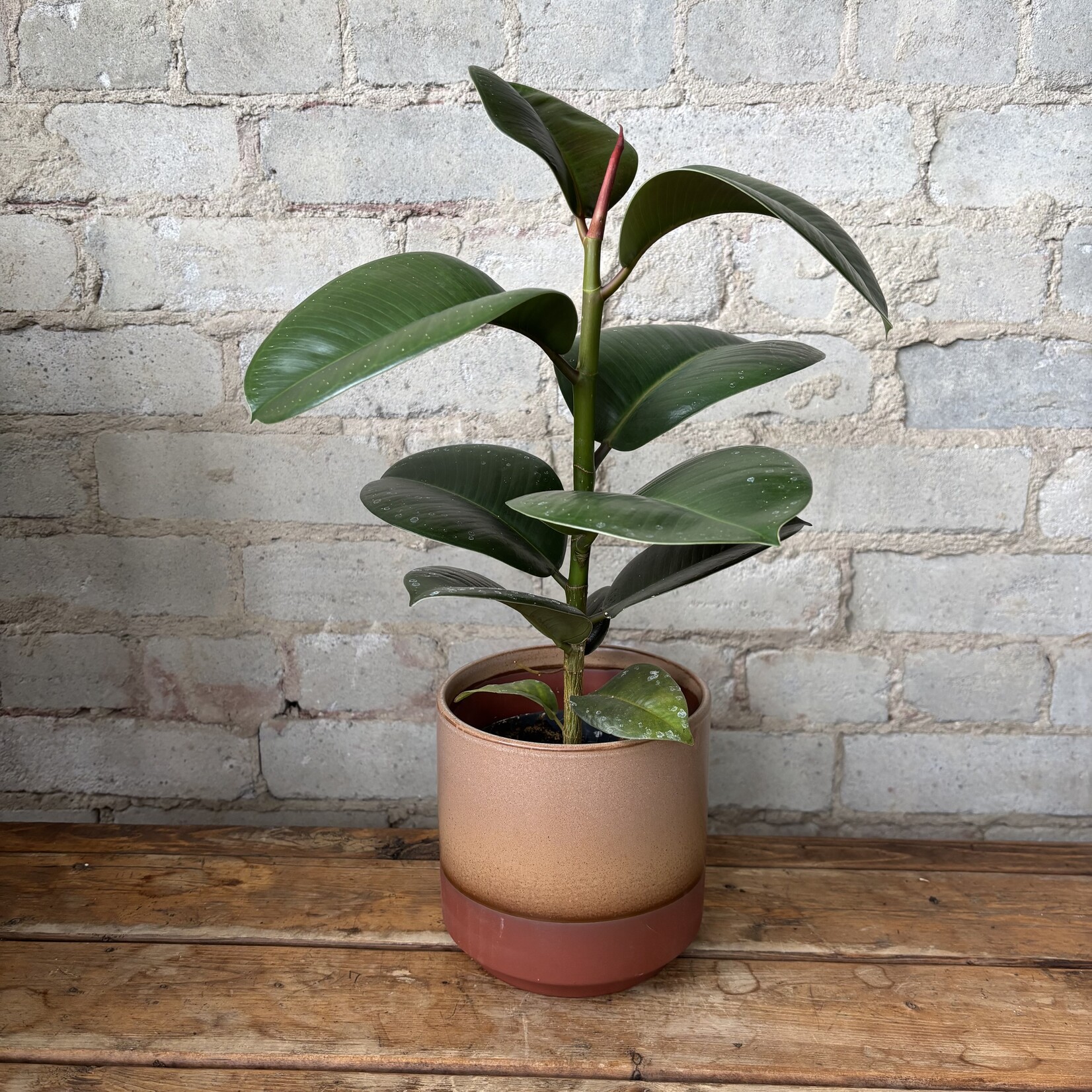 Ficus Elastica Robusta 5"