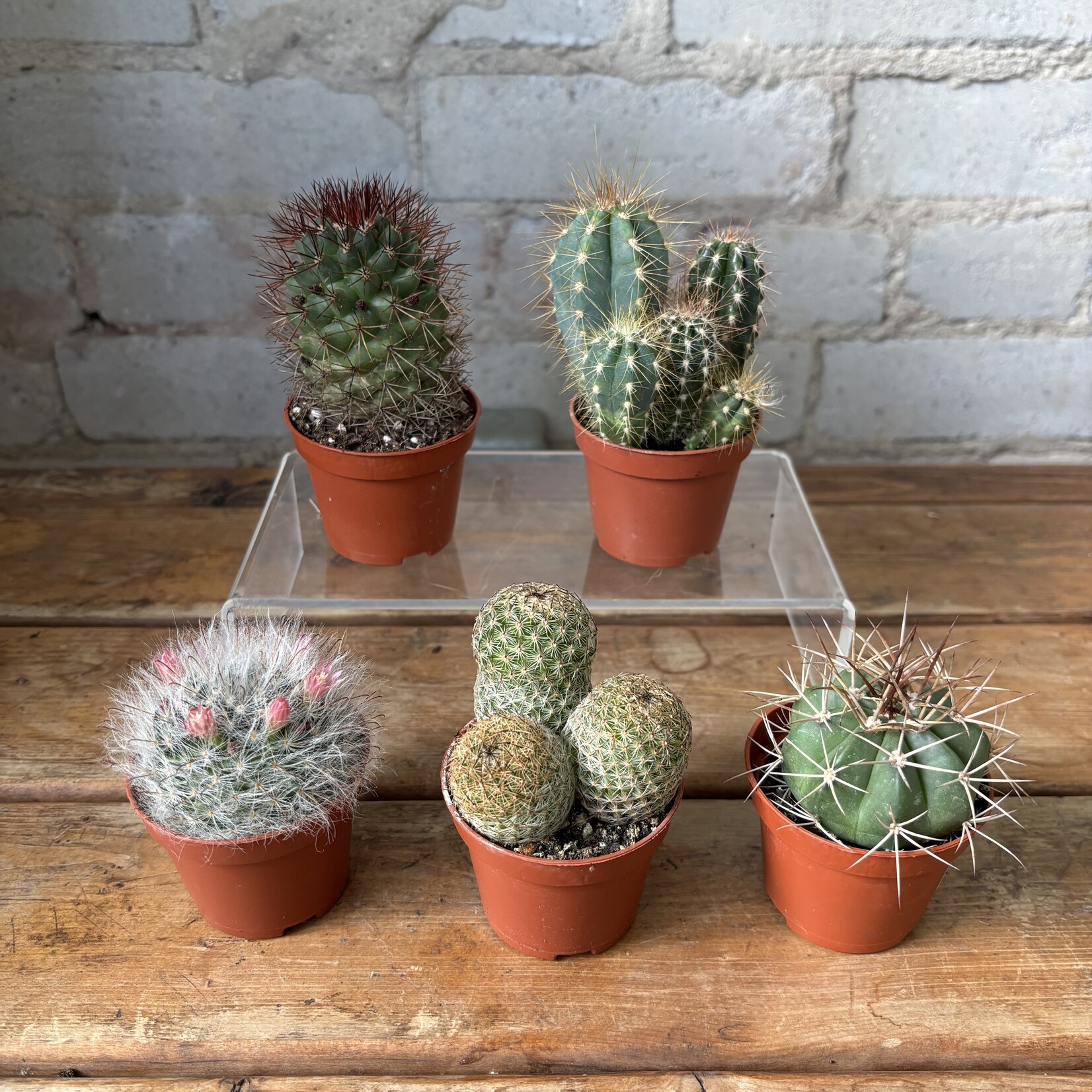 Assorted Mini Cactus 2.5"