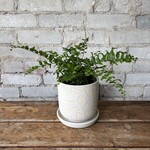 American Maidenhair Fern 4"