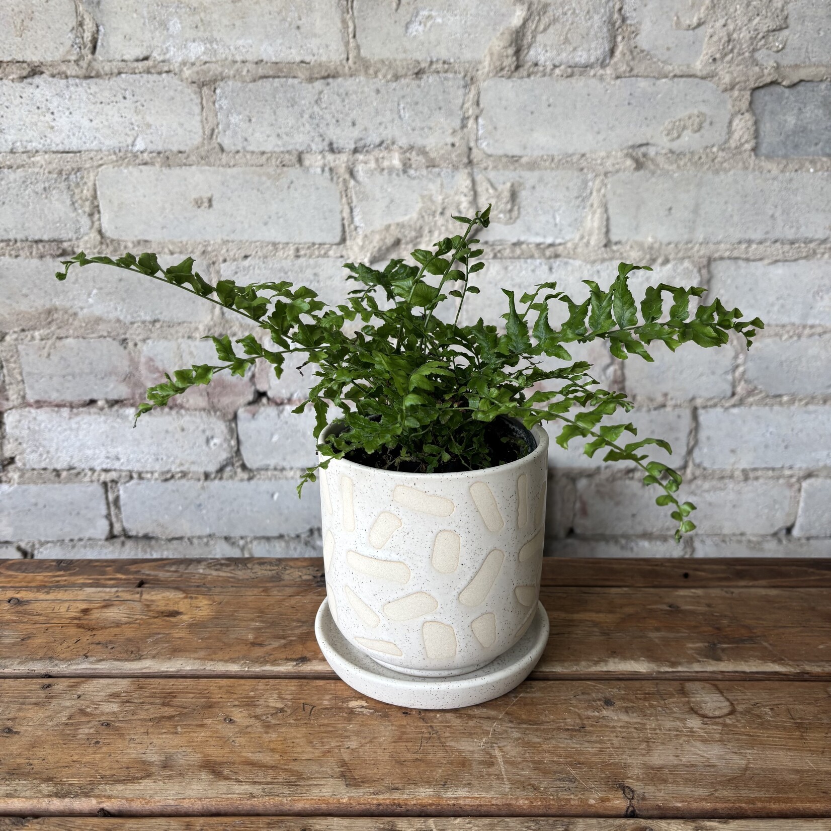 American Maidenhair Fern 4"