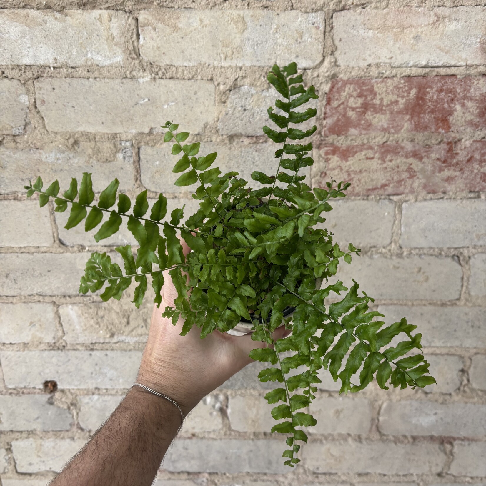 American Maidenhair Fern 4"