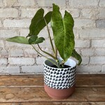 Philodendron Paraiso Verde 4"