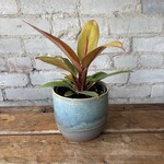 Philodendron Prince of Orange 4"