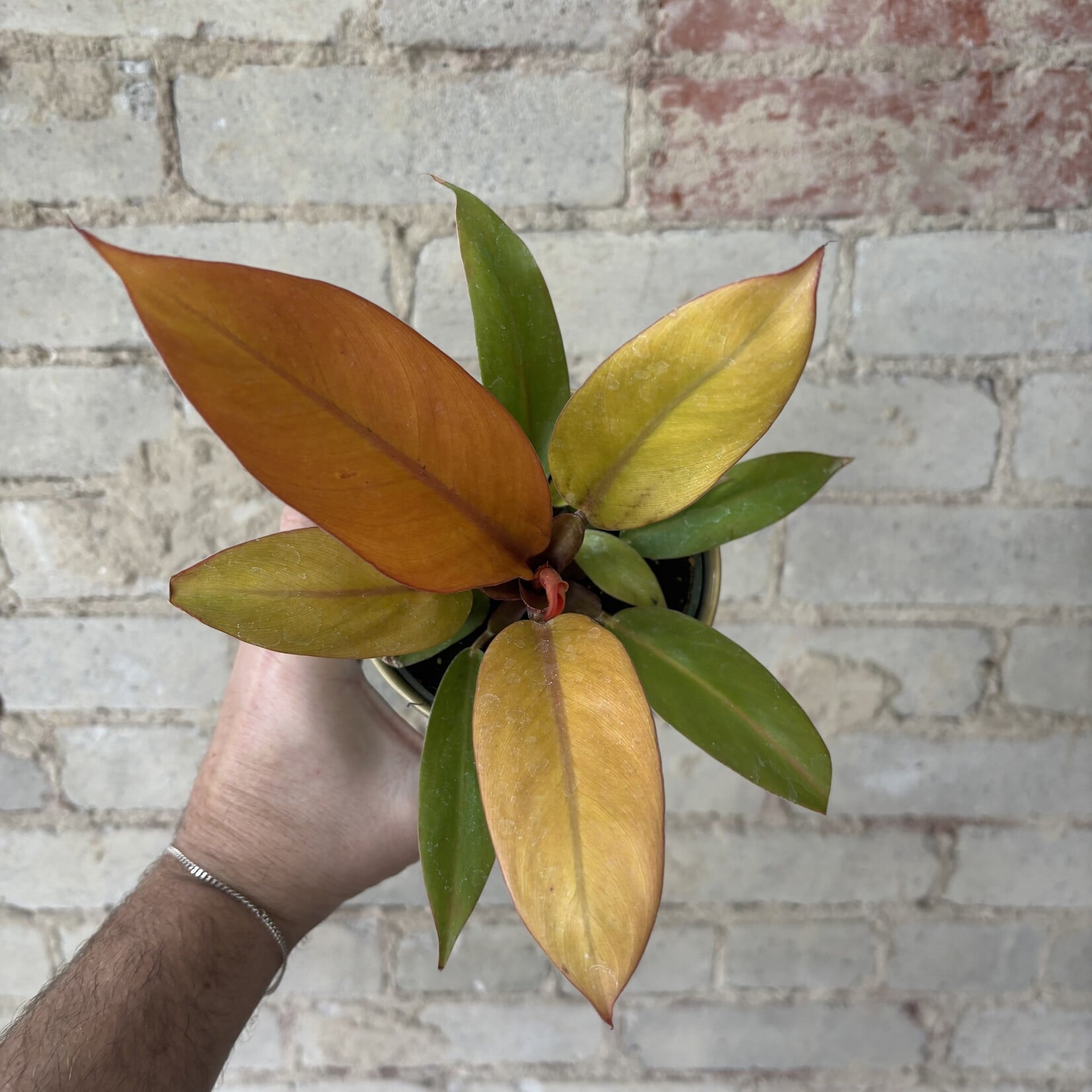 Philodendron Prince of Orange 4"