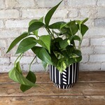 Pothos Hawaiian 4"
