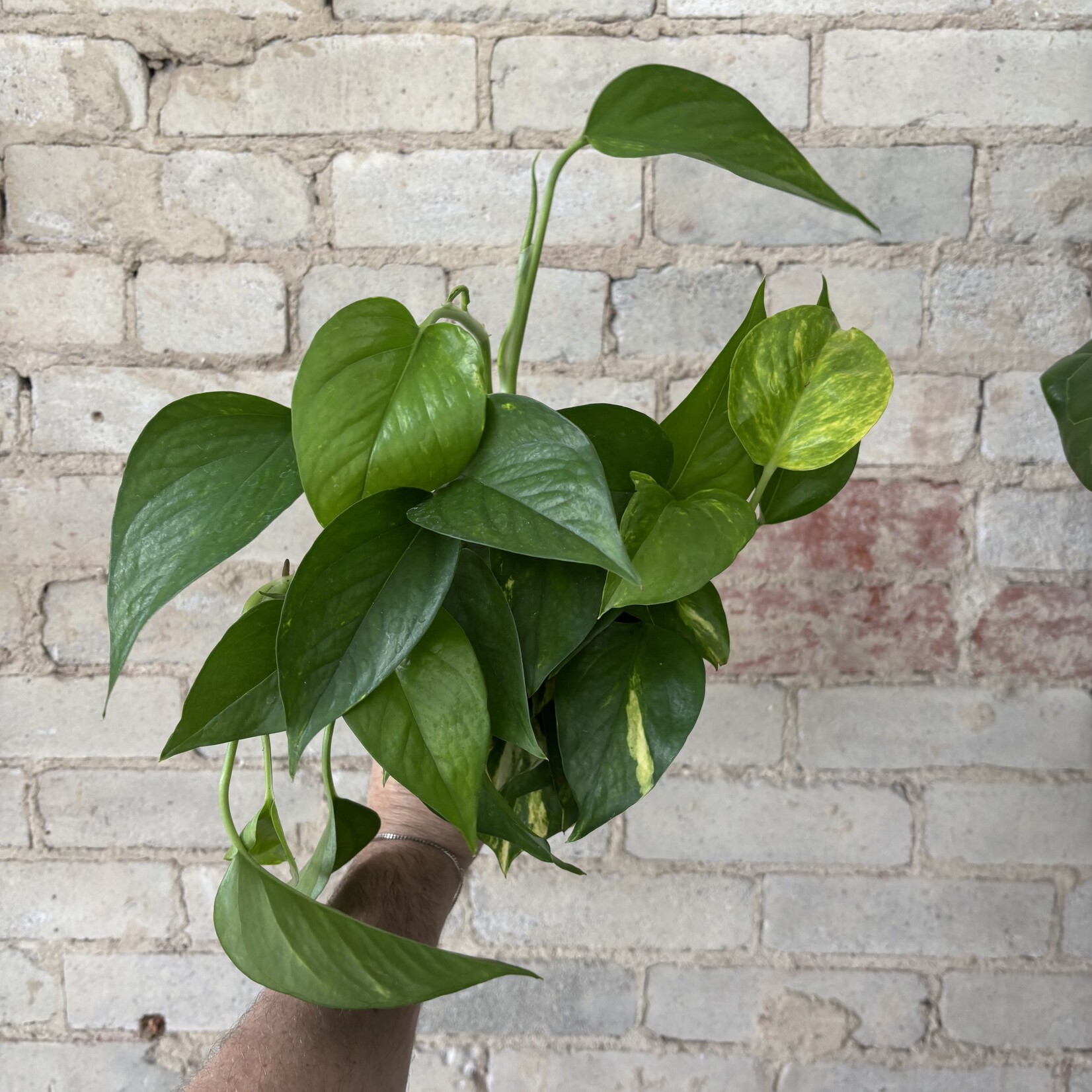Pothos Hawaiian 4"