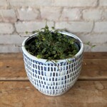 Ficus Quercifolia 'String of Frogs' 4"