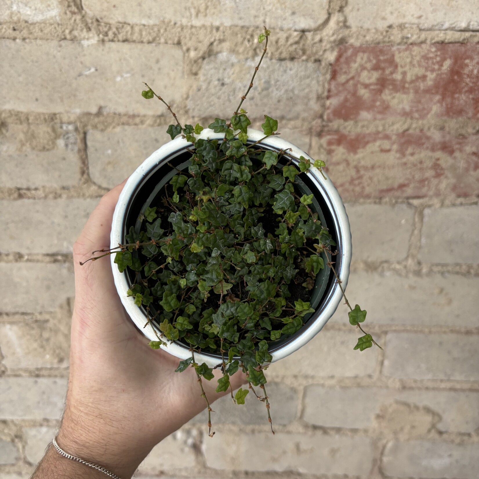 Ficus Quercifolia 'String of Frogs' 4"