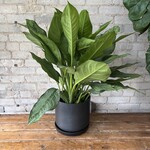 Aglaonema BJ Freeman 8"