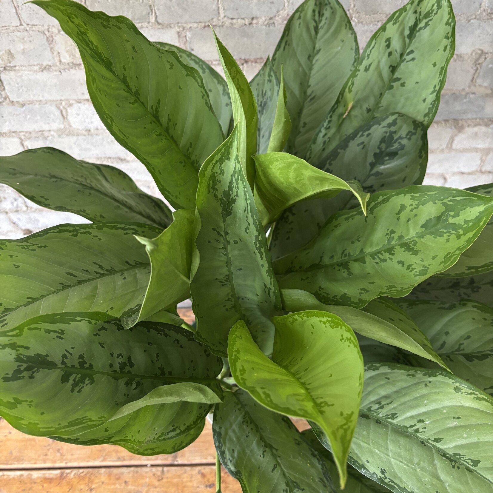 Aglaonema BJ Freeman 8"