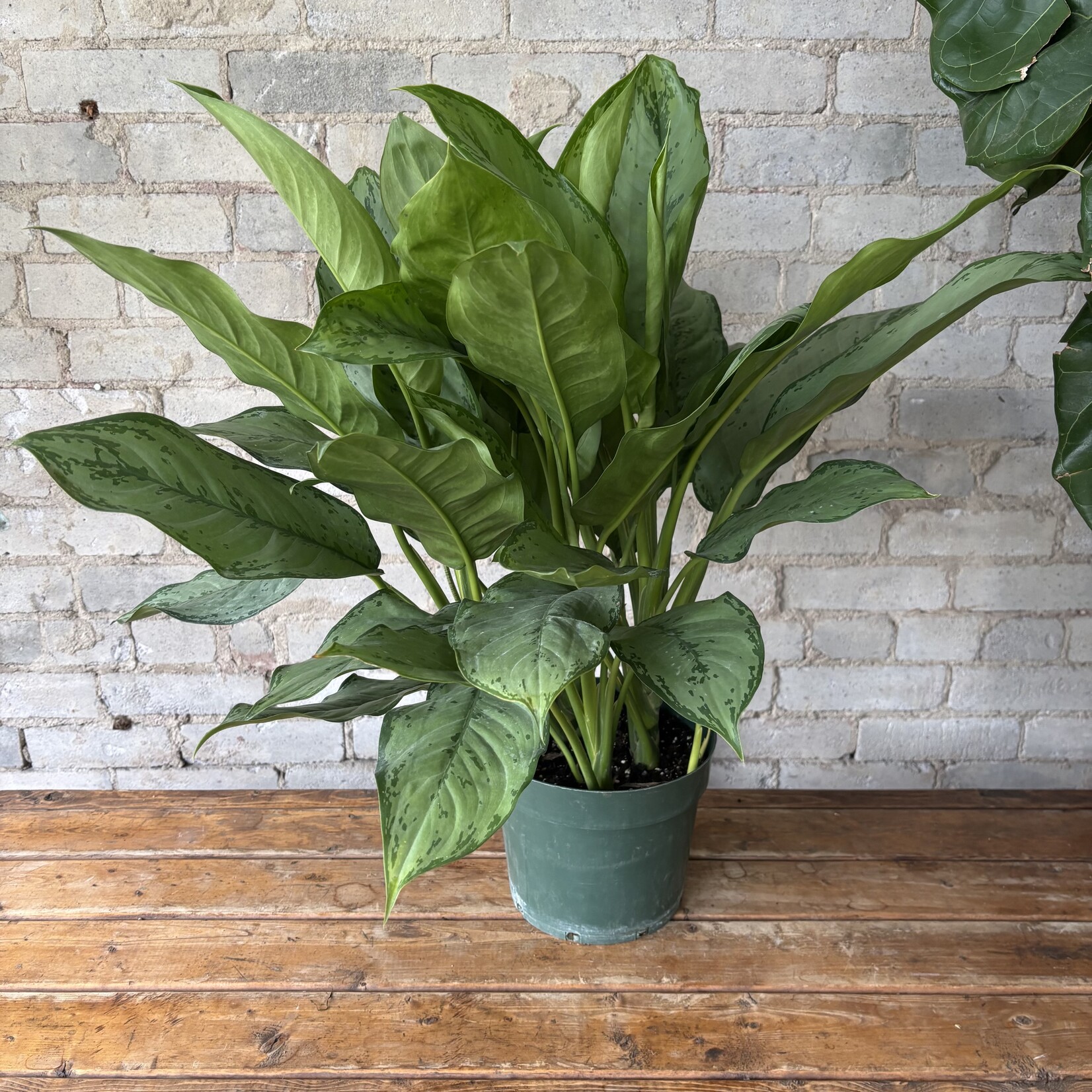 Aglaonema BJ Freeman 8"