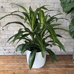 Dracaena Hawaiian Sunshine (Bush) 8"