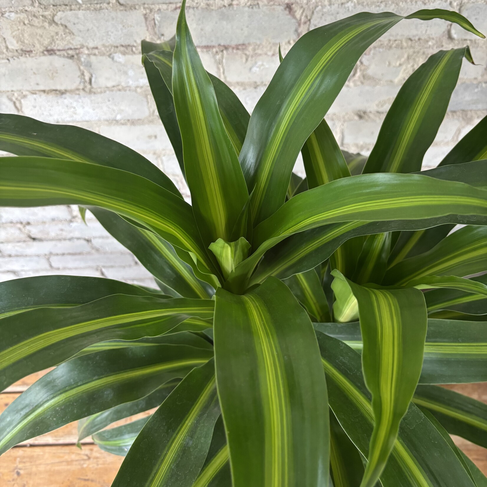 Dracaena Hawaiian Sunshine (Bush) 8"
