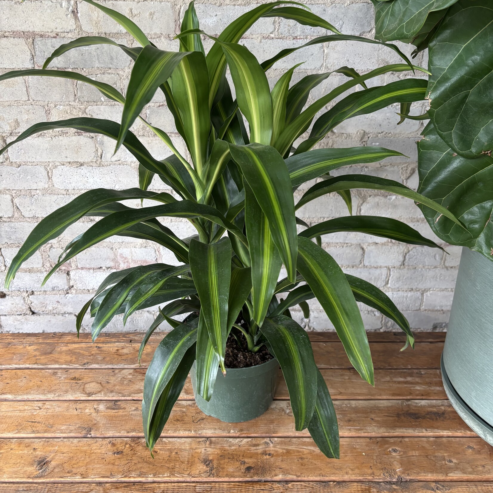 Dracaena Hawaiian Sunshine (Bush) 8"