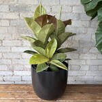 Ficus Shivereana Bush 10"