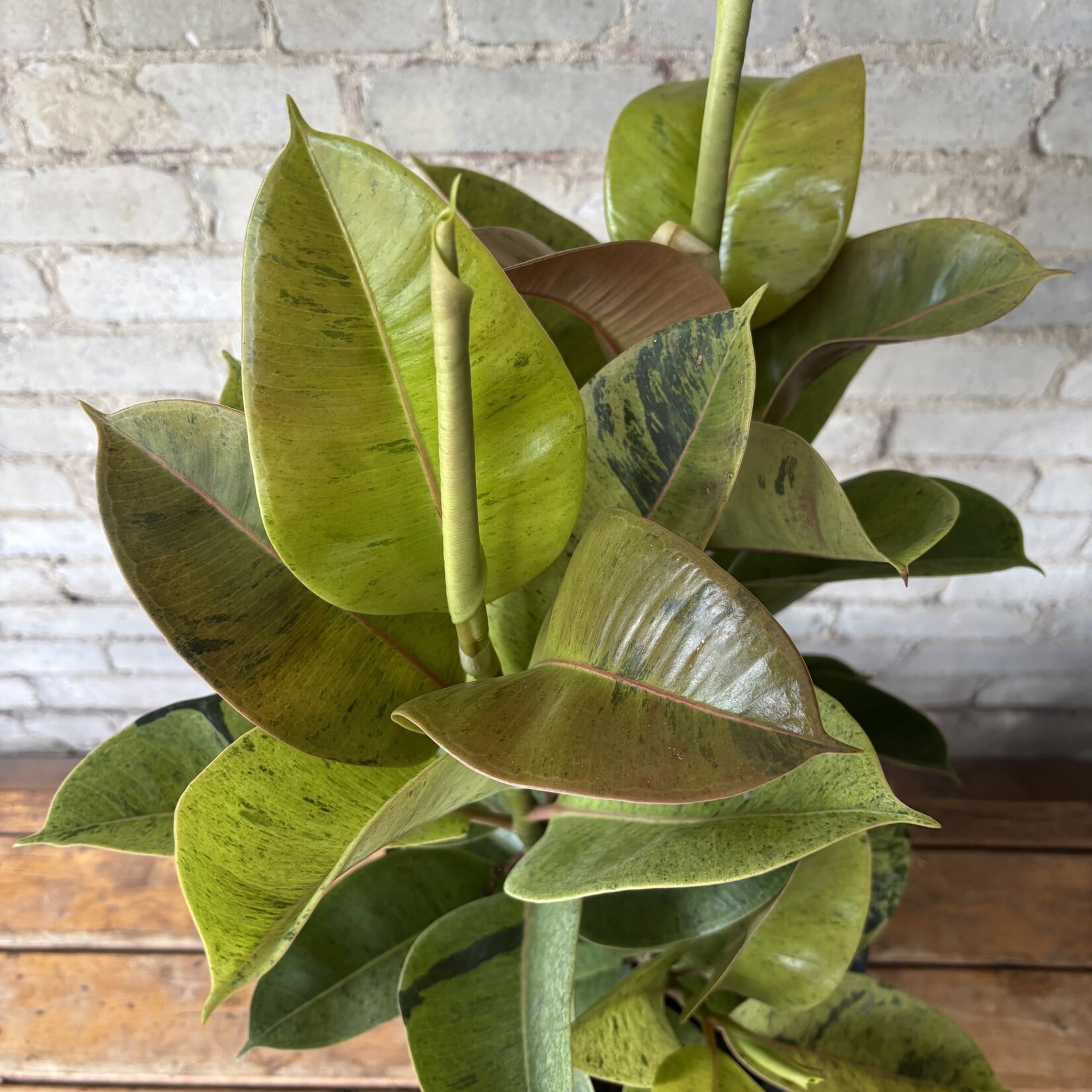 Ficus Shivereana Bush 10"