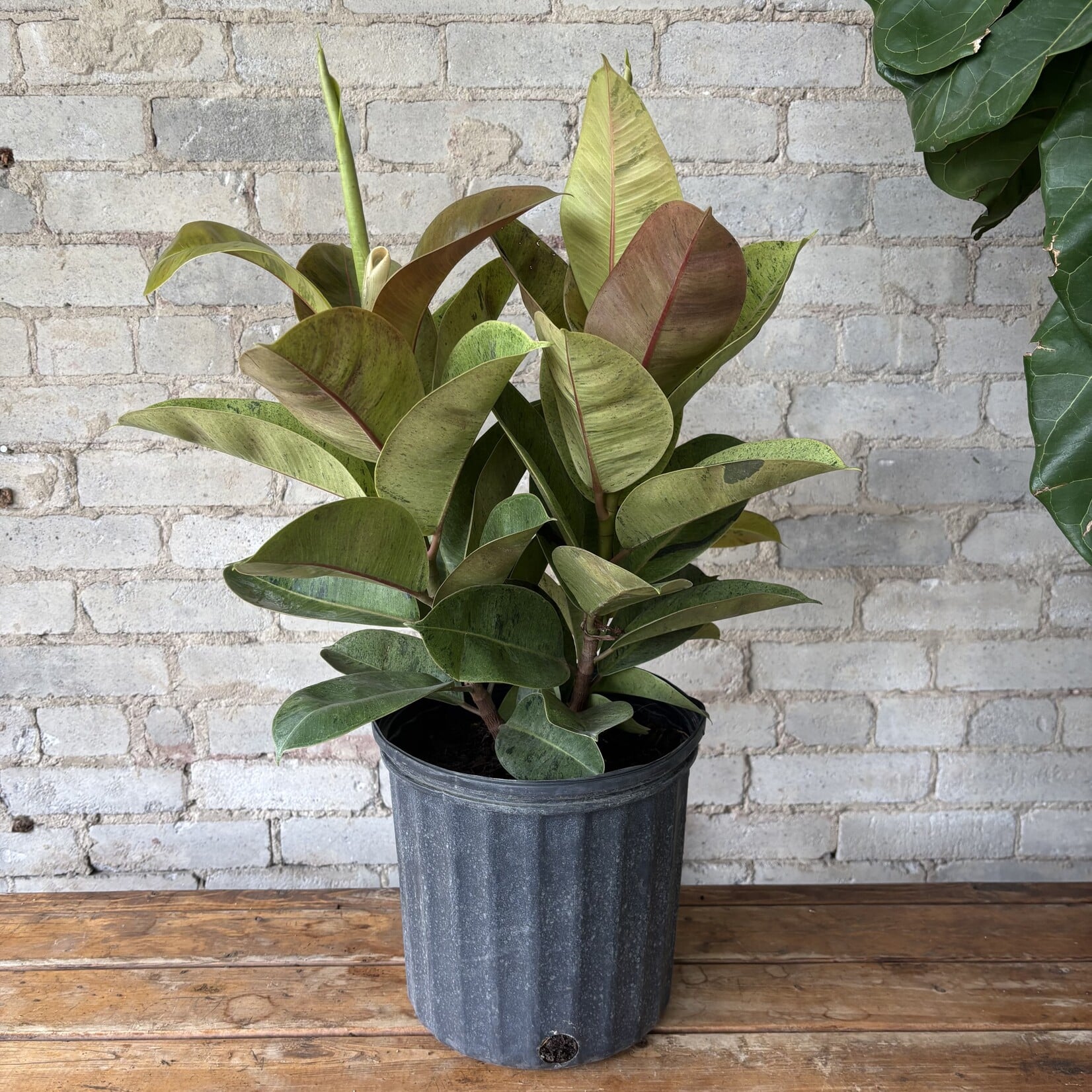 Ficus Shivereana Bush 10"
