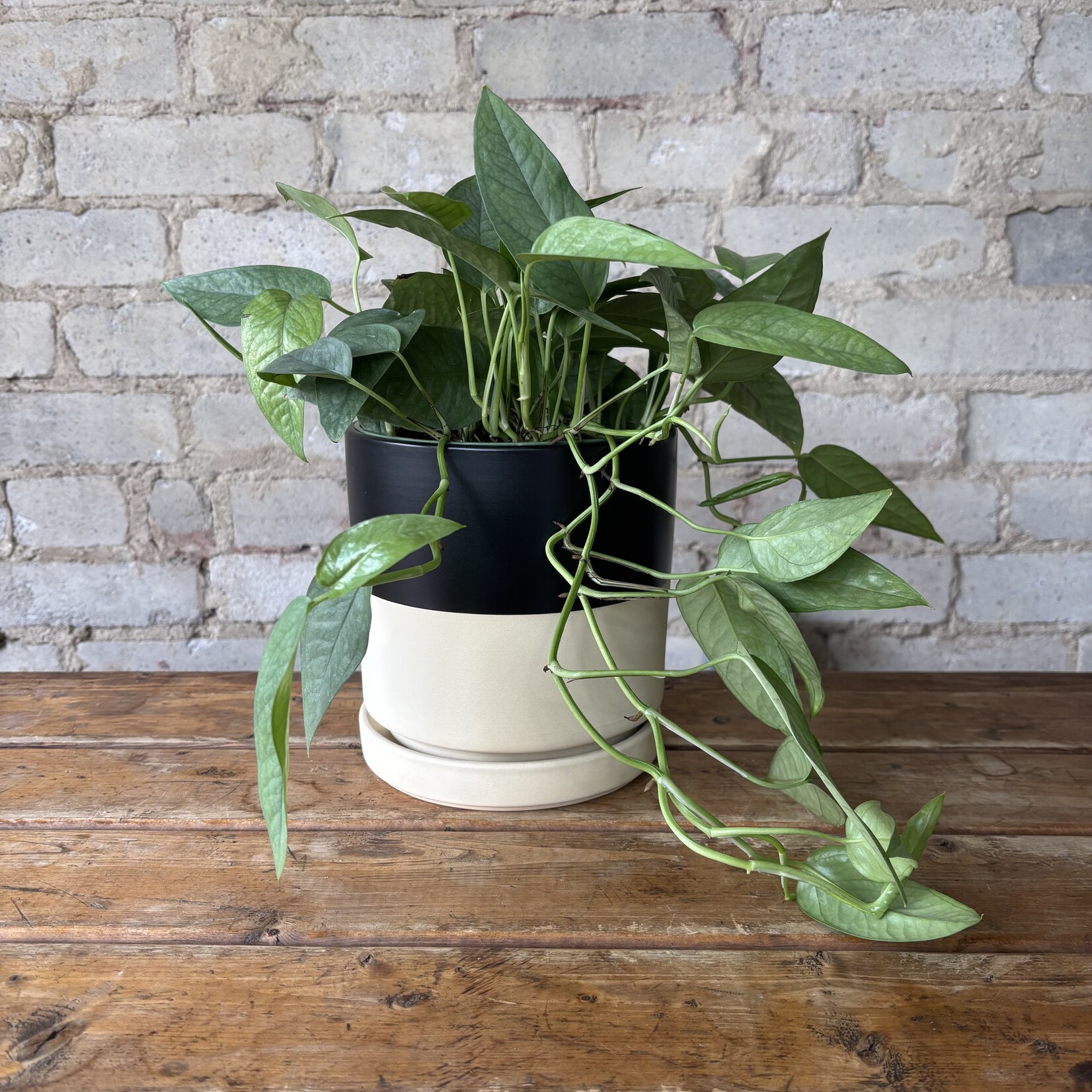 Cebu Blue Pothos 6"
