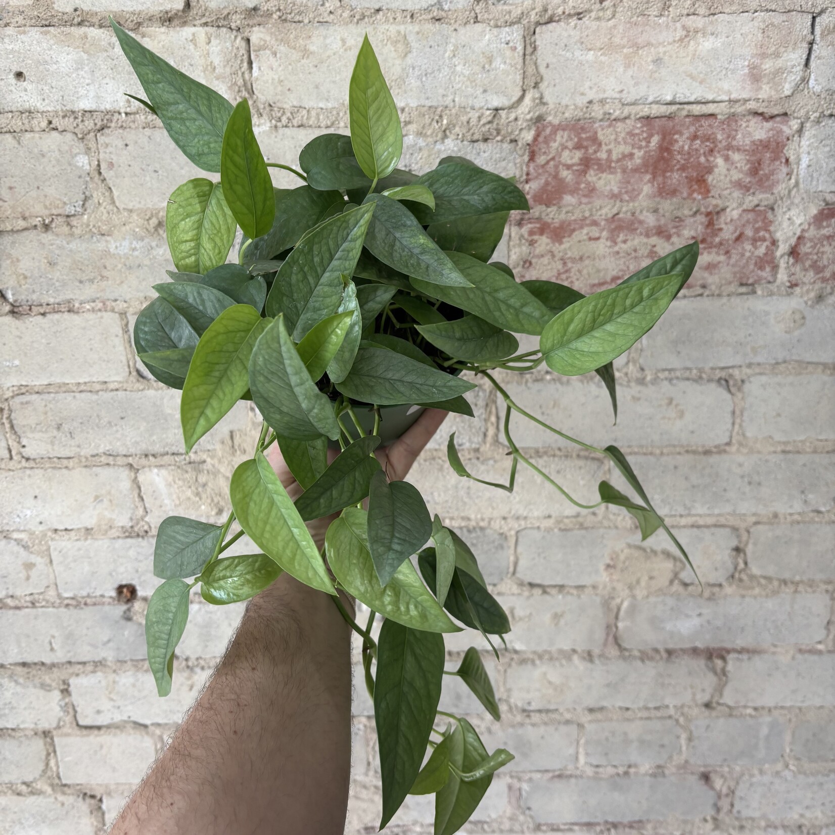 Cebu Blue Pothos 6"