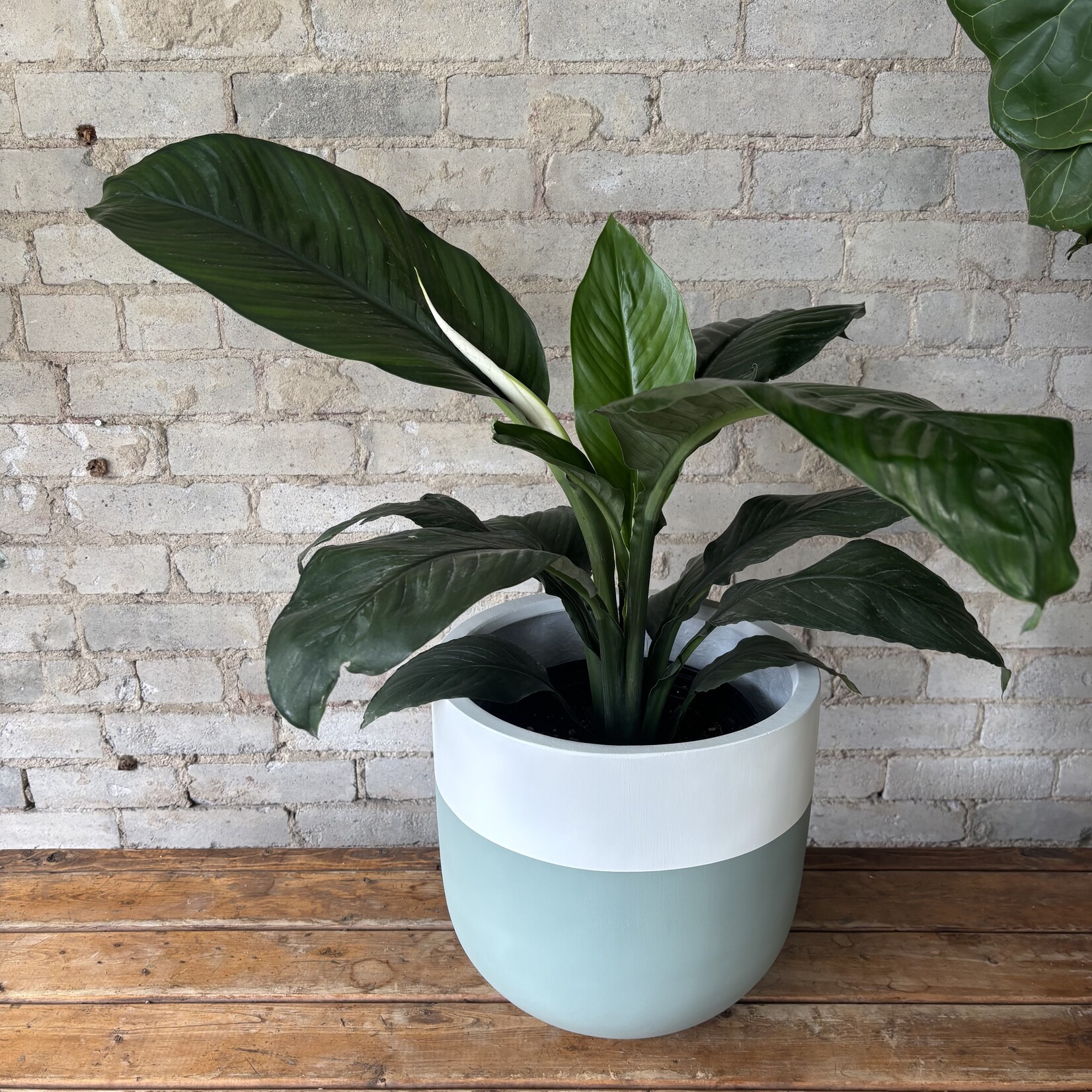 Peace Lily 'Sensation' 10"