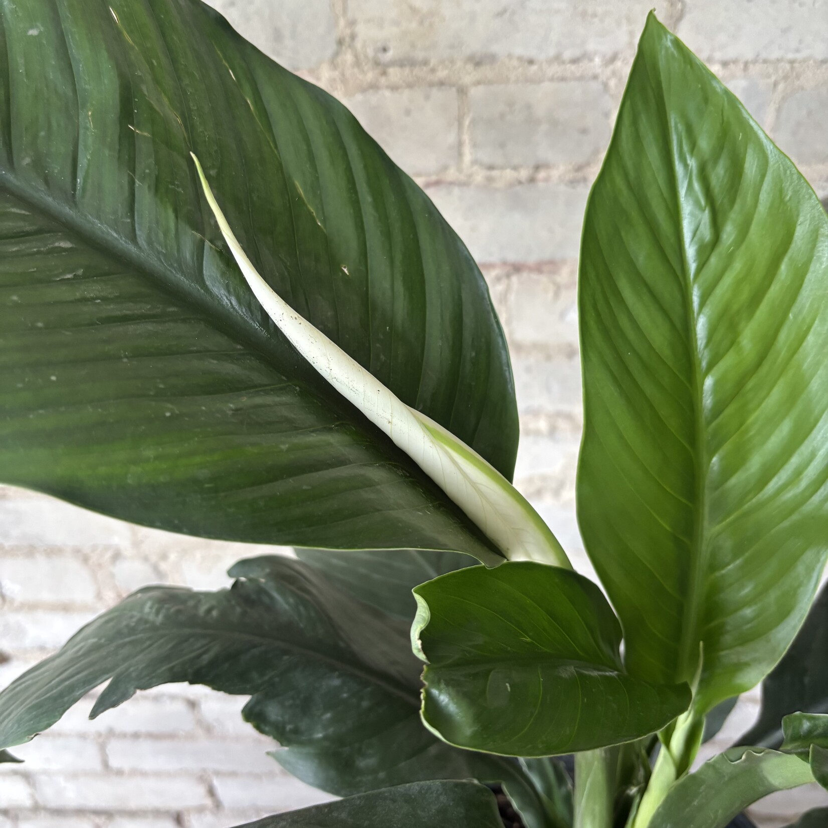 Peace Lily 'Sensation' 10"