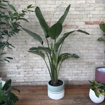Strelitzia Nicolai Bird of Paradise 12"