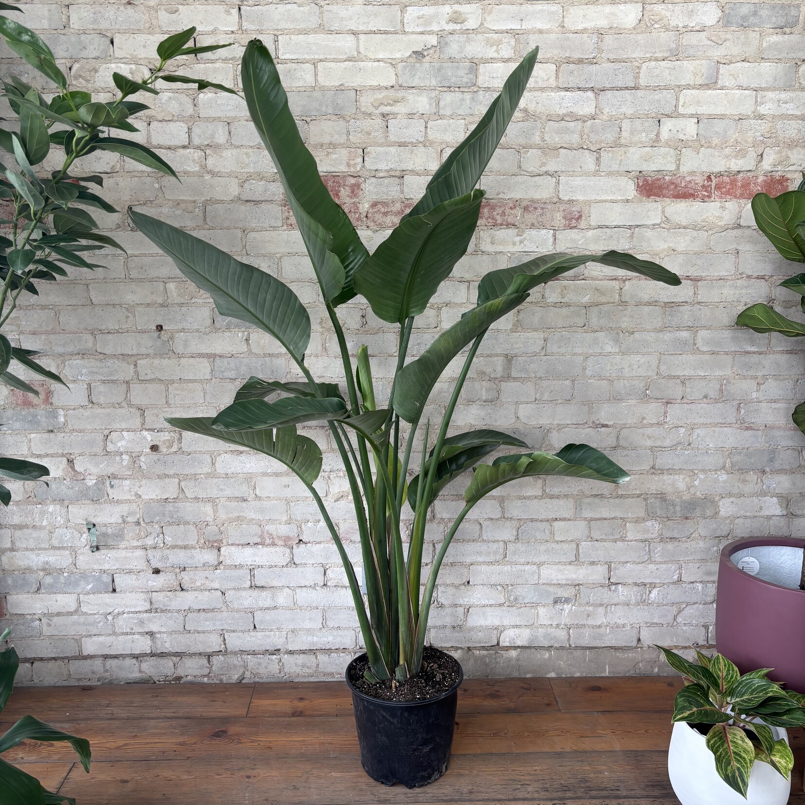 Strelitzia Nicolai Bird of Paradise 12"