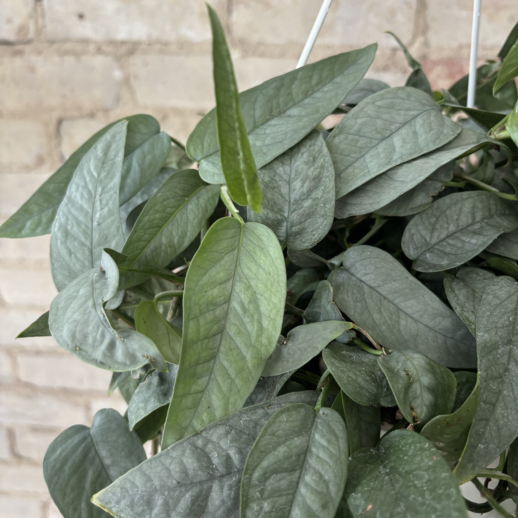 Cebu Blue Pothos 8" HB