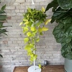 Neon Pothos 8" HB