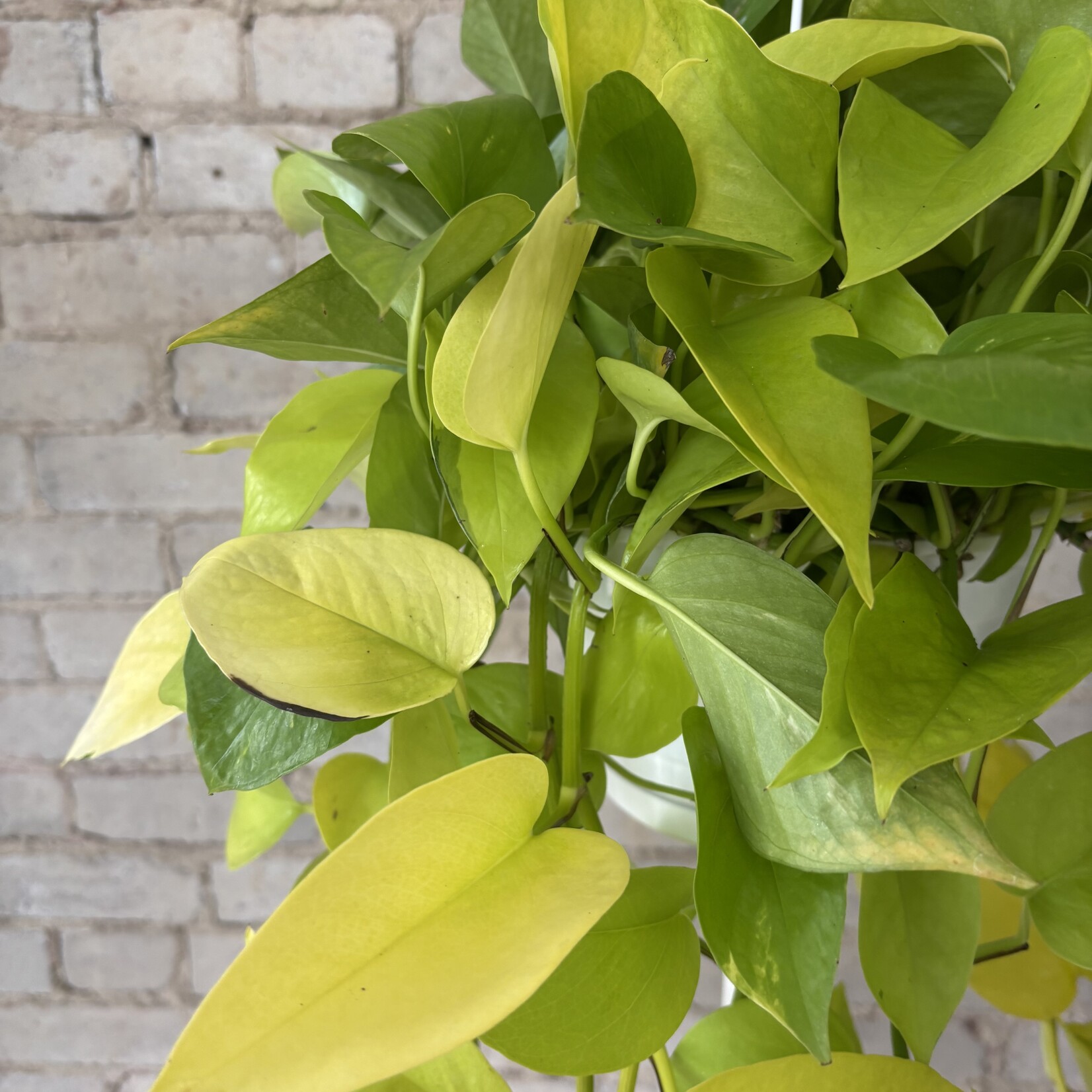 Neon Pothos 8" HB