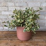 Ficus Triangularis 7"