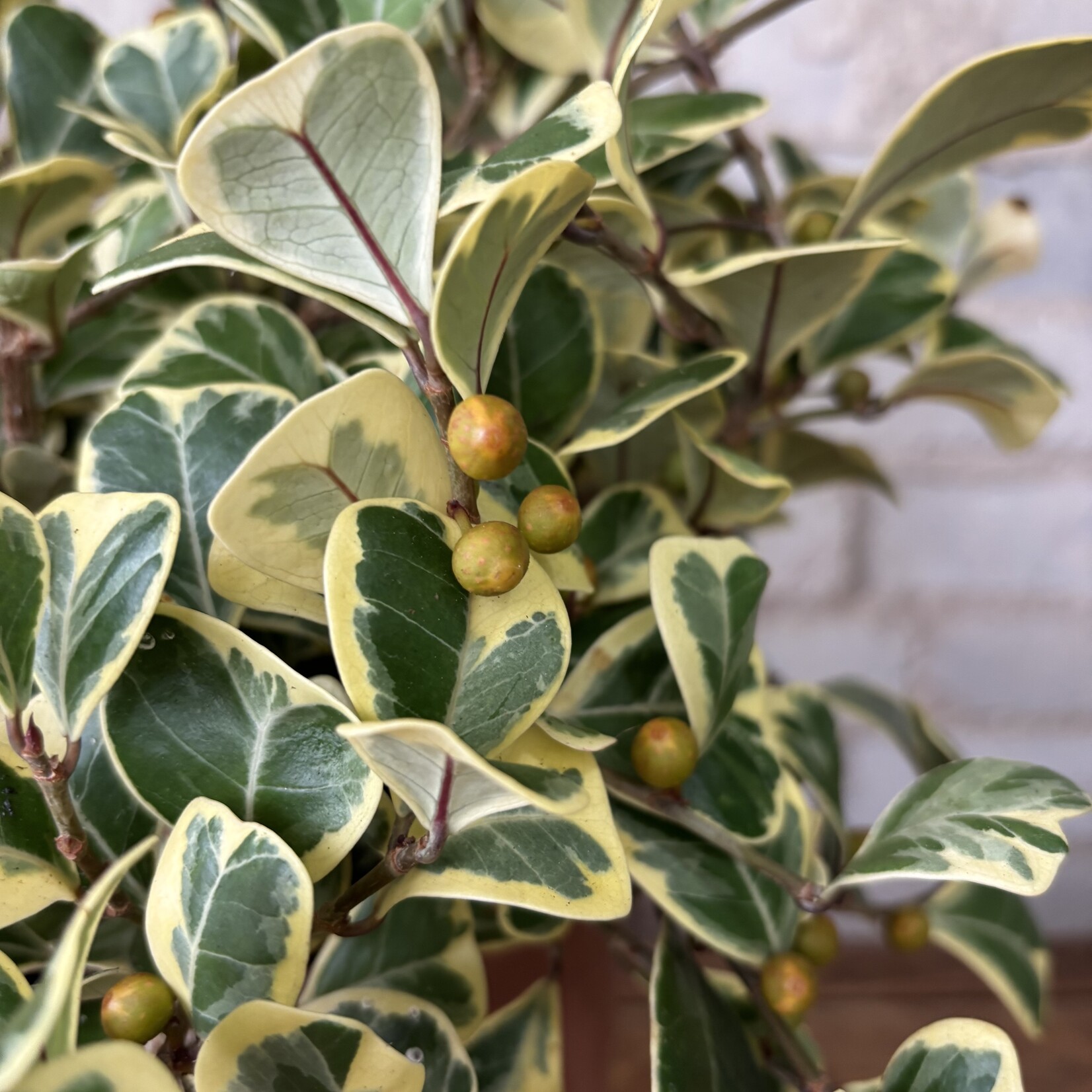 Ficus Triangularis 7"