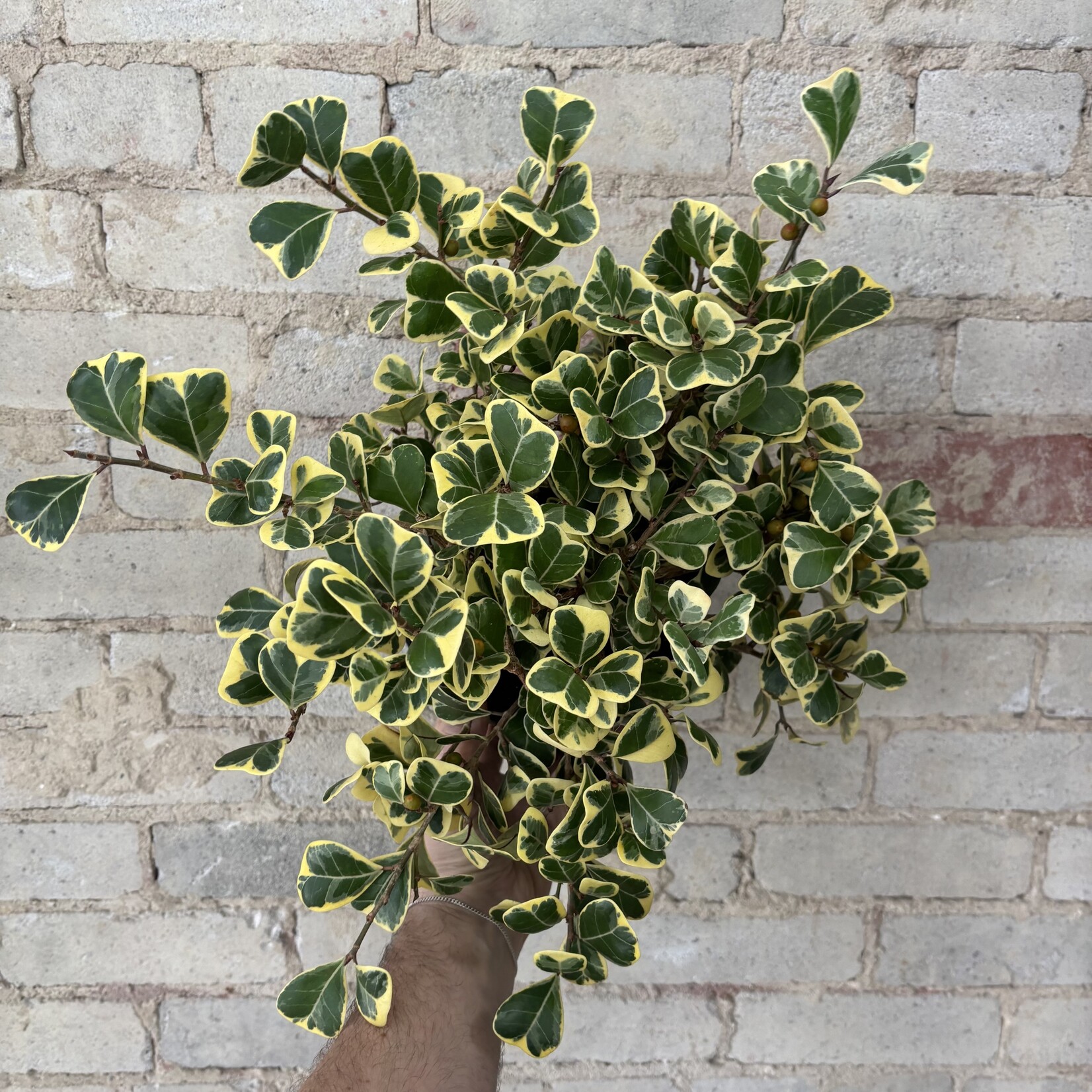 Ficus Triangularis 7"