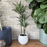 Dracaena Warneckii 8"
