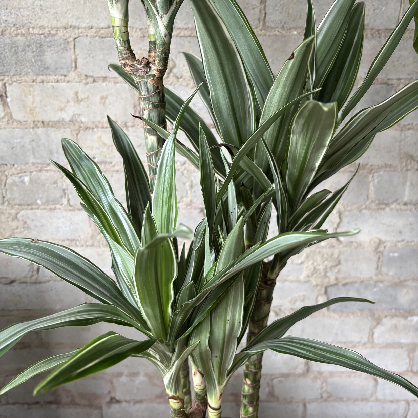 Dracaena Warneckii 8"