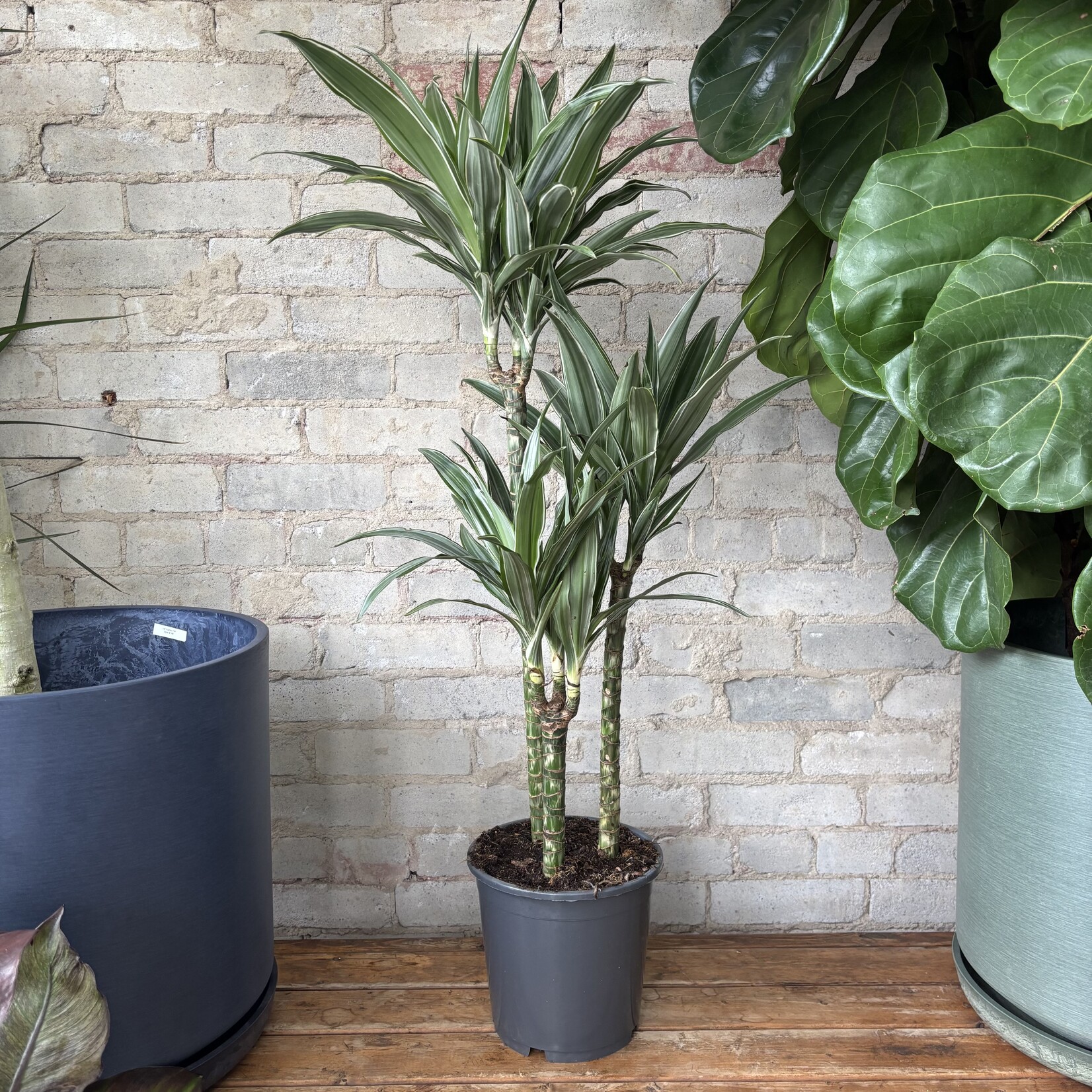 Dracaena Warneckii 8"