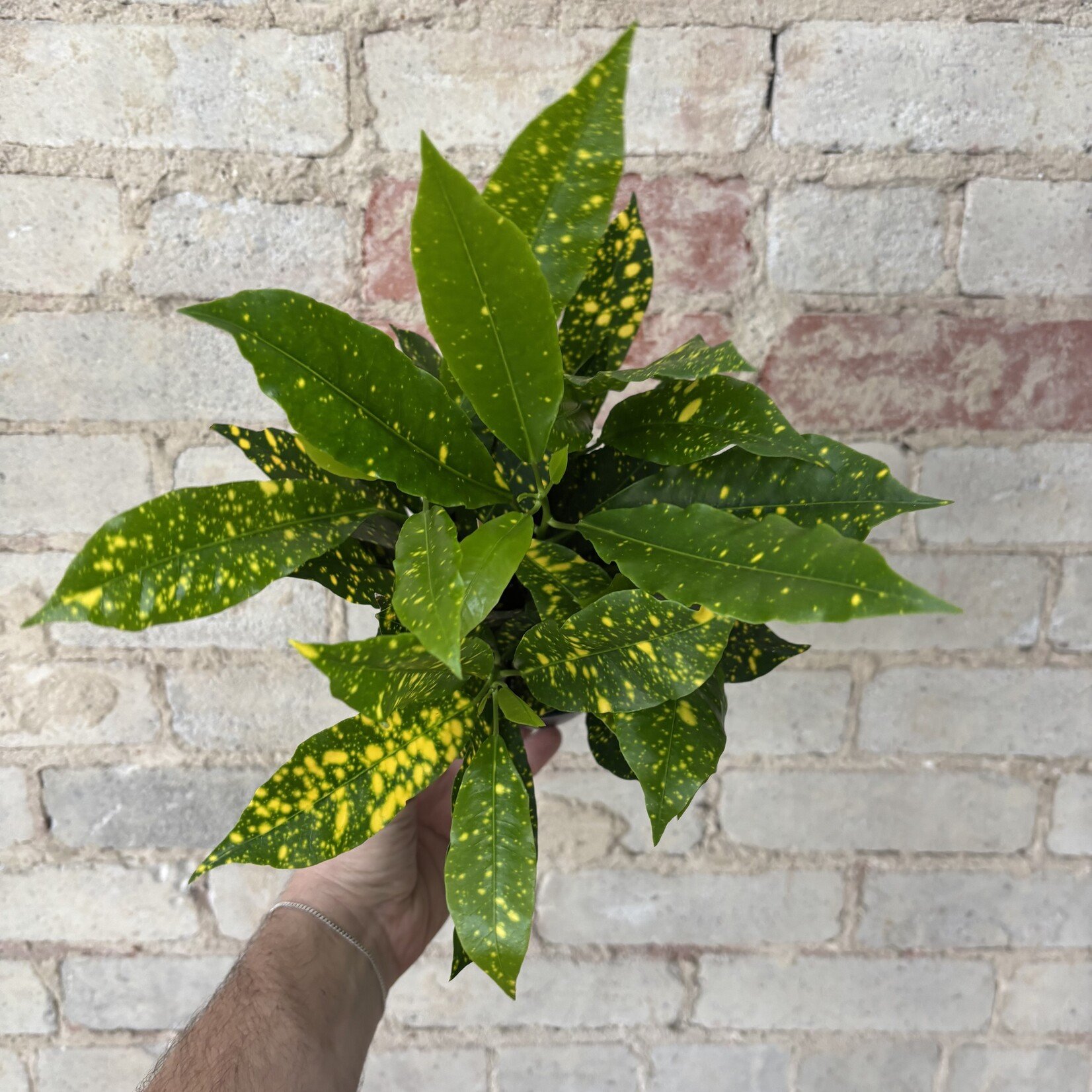 Gold Dust Croton 5"