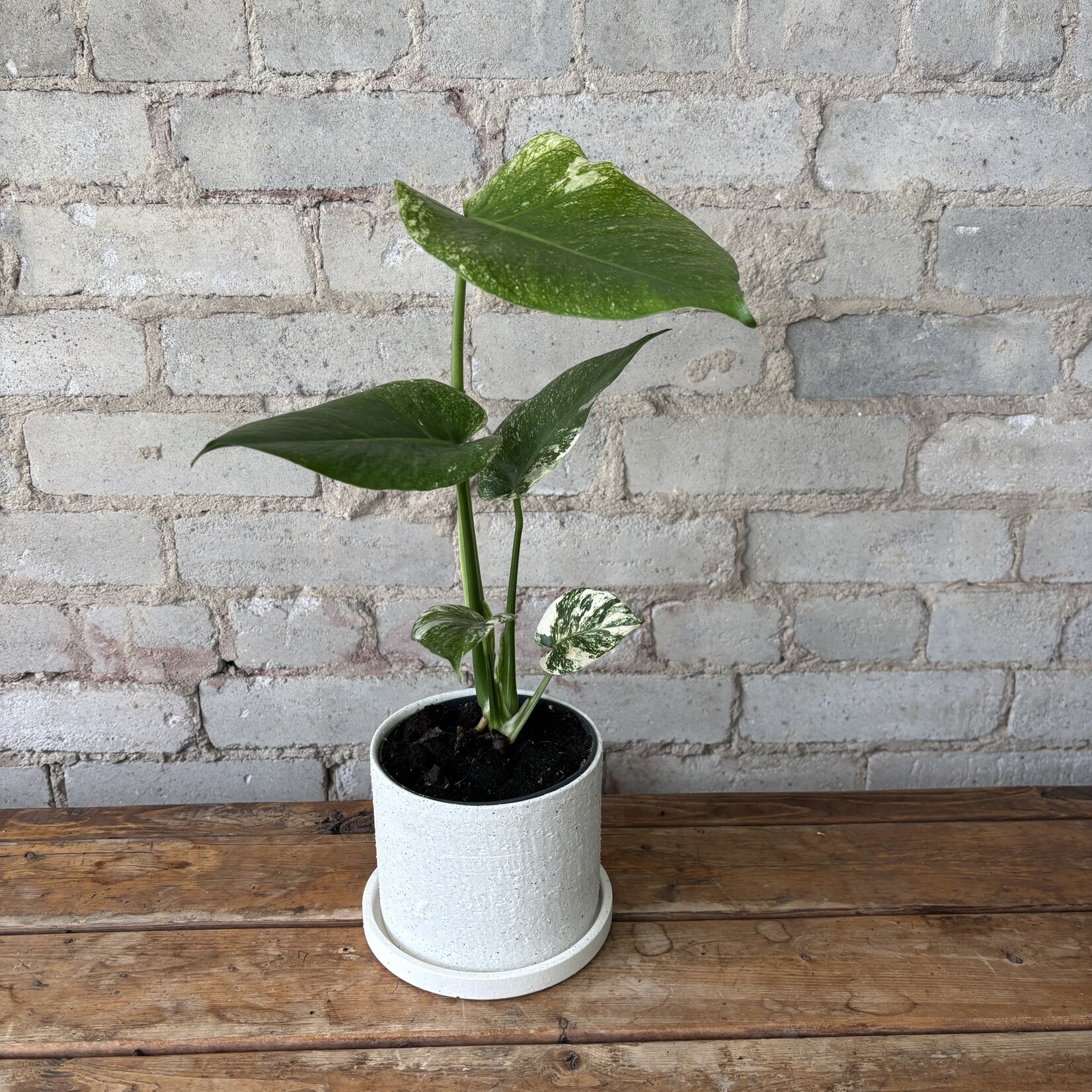 Monstera Mint 5"