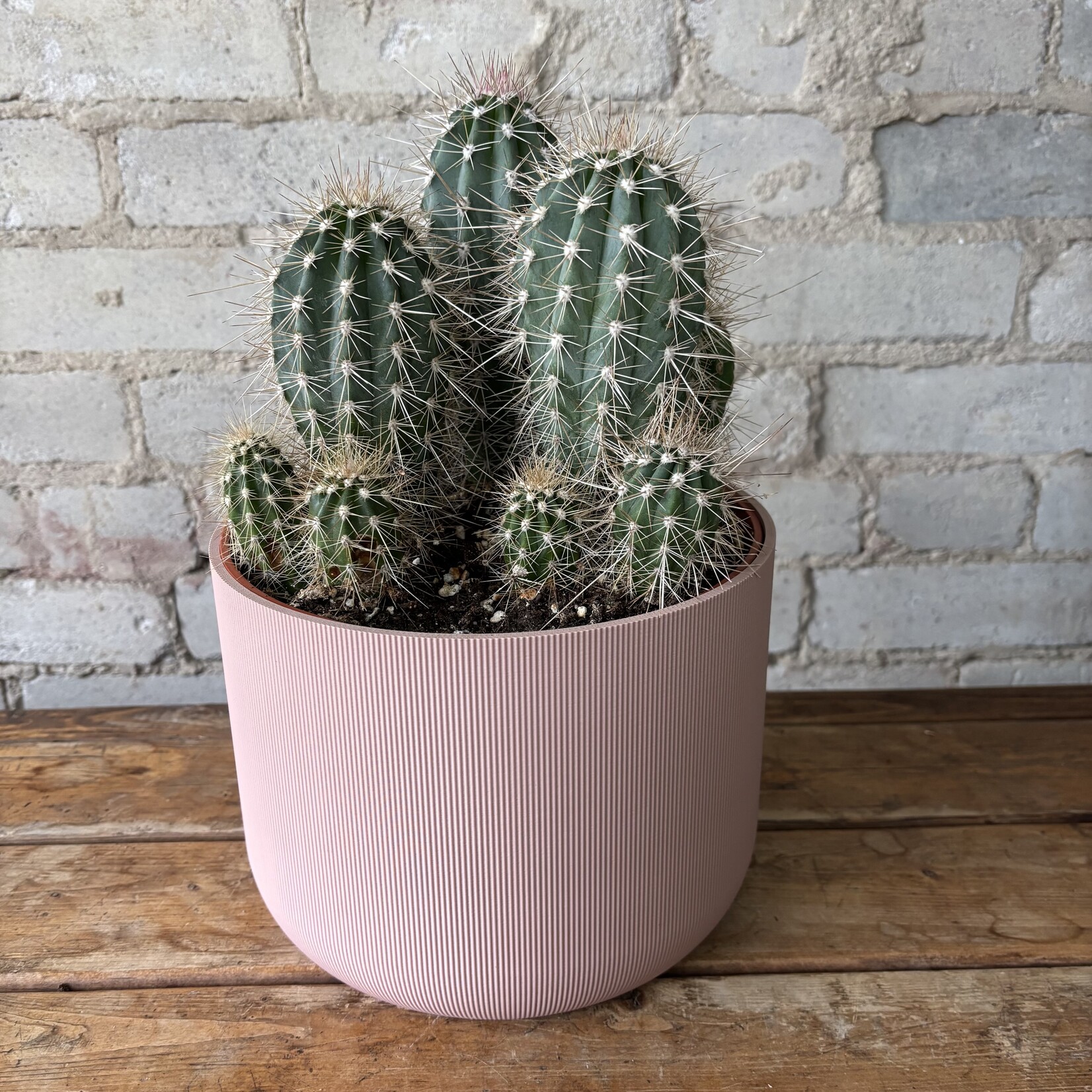 Mexican Giant Cordon Cactus (Pachycereus pringlei) 8"