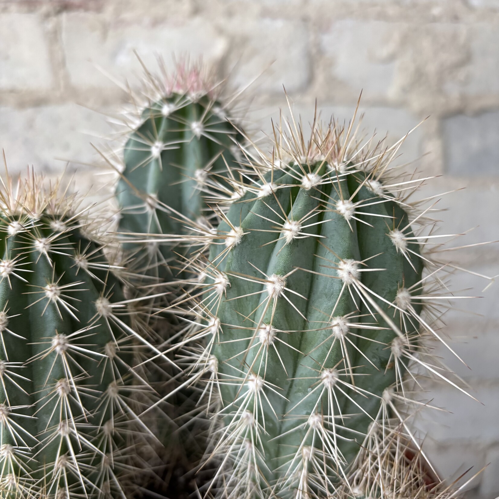 Mexican Giant Cordon Cactus (Pachycereus pringlei) 8"