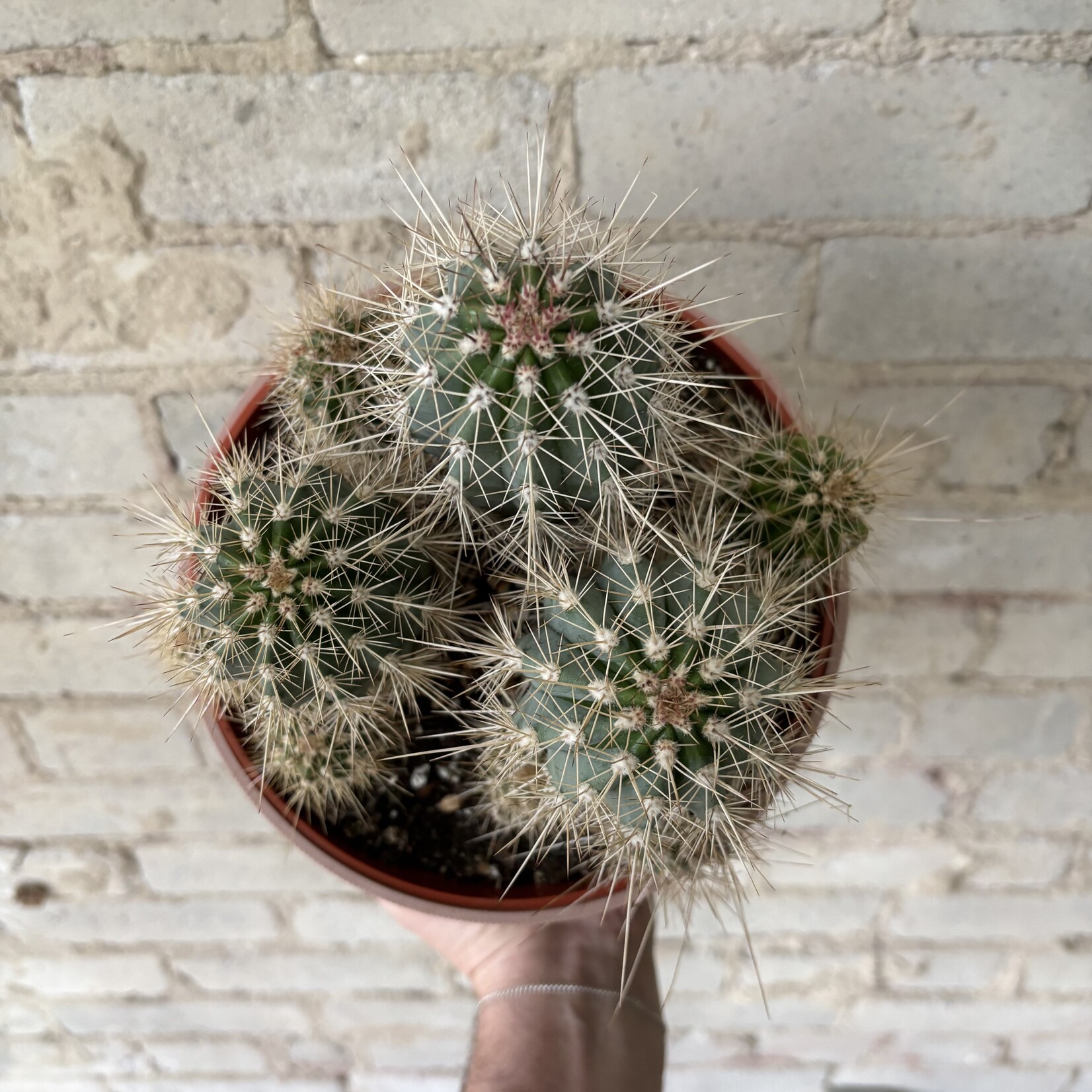 Mexican Giant Cordon Cactus (Pachycereus pringlei) 8"