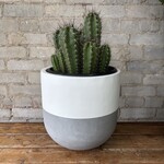 Baseball Bat Cactus (Neoraimondia herzogiana) 10"