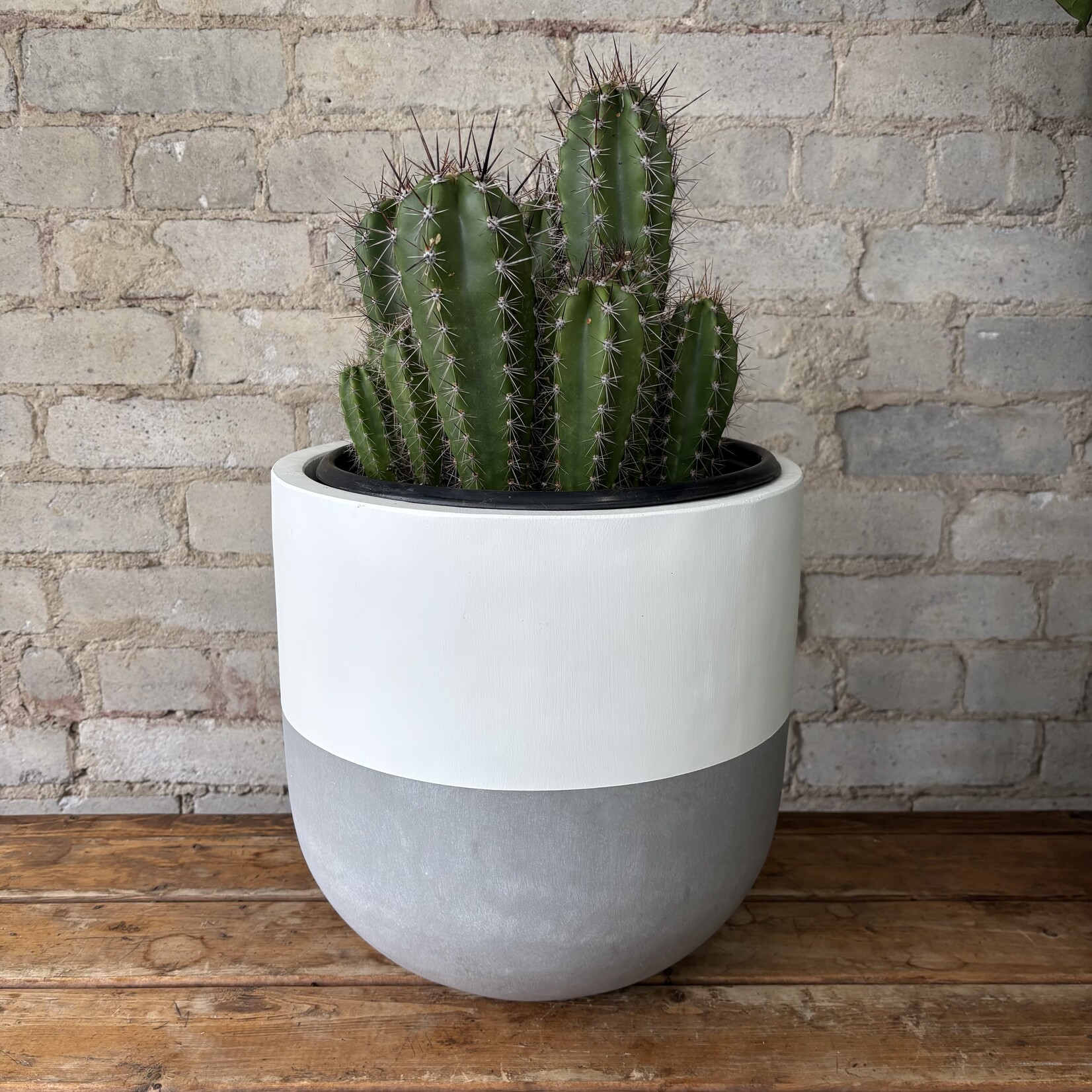 Baseball Bat Cactus (Neoraimondia herzogiana) 10"