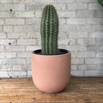 Goebel's Cactus (Coleocephalocereus Goebelianus) 10"