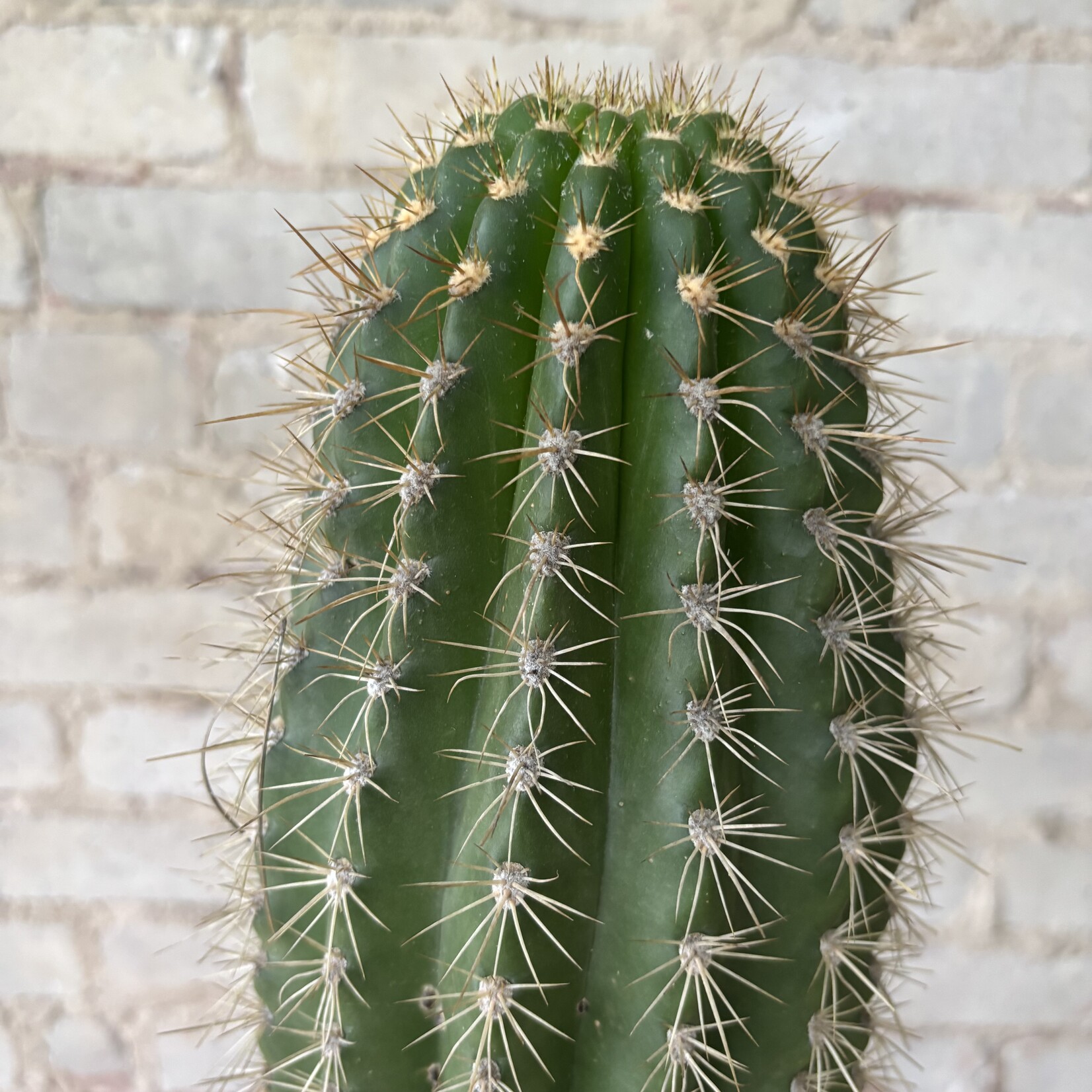 Goebel's Cactus (Coleocephalocereus Goebelianus) 10"