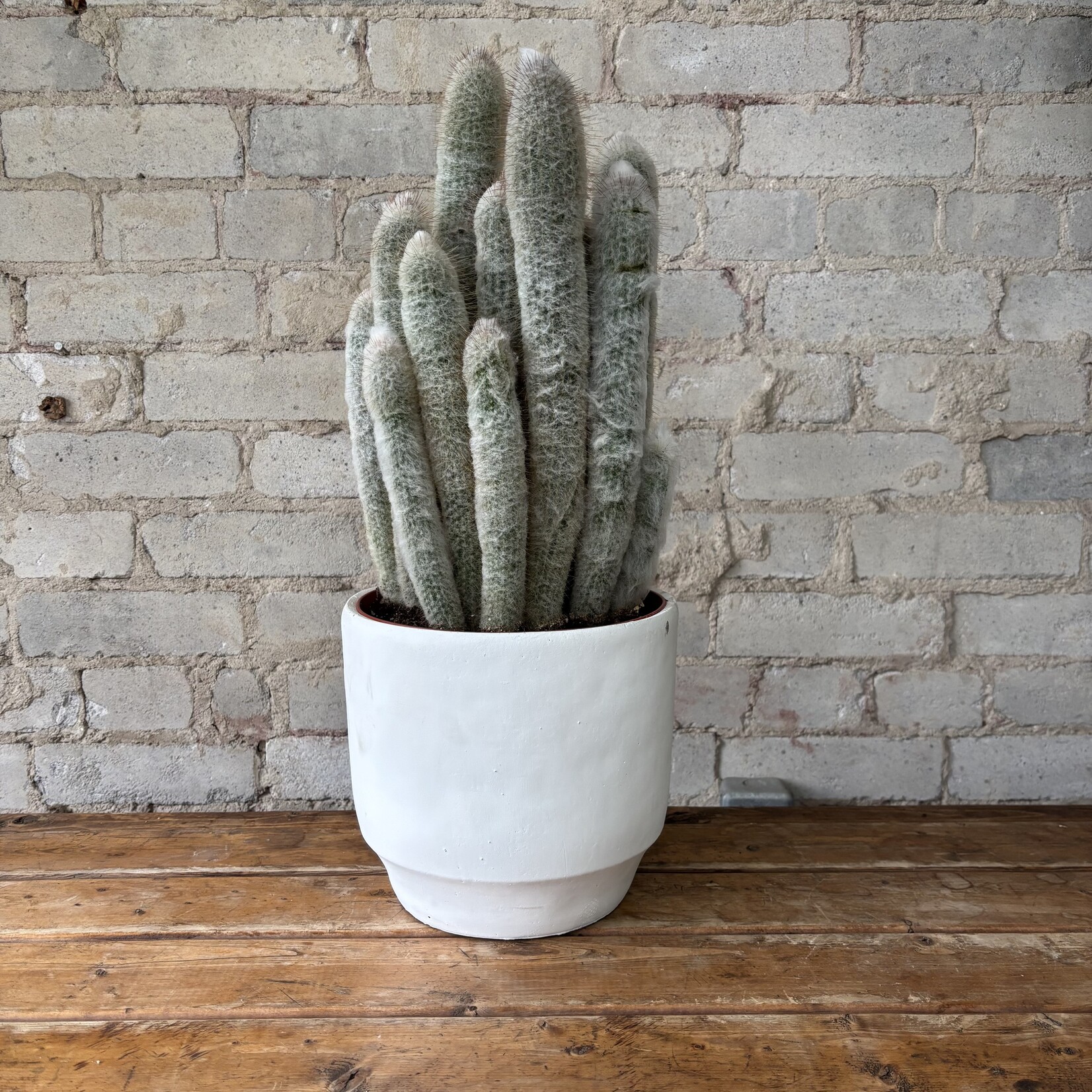 Silver Torch Cactus 8"