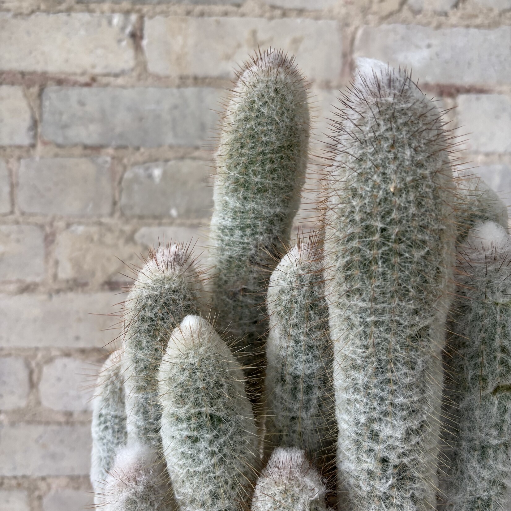 Silver Torch Cactus 8"