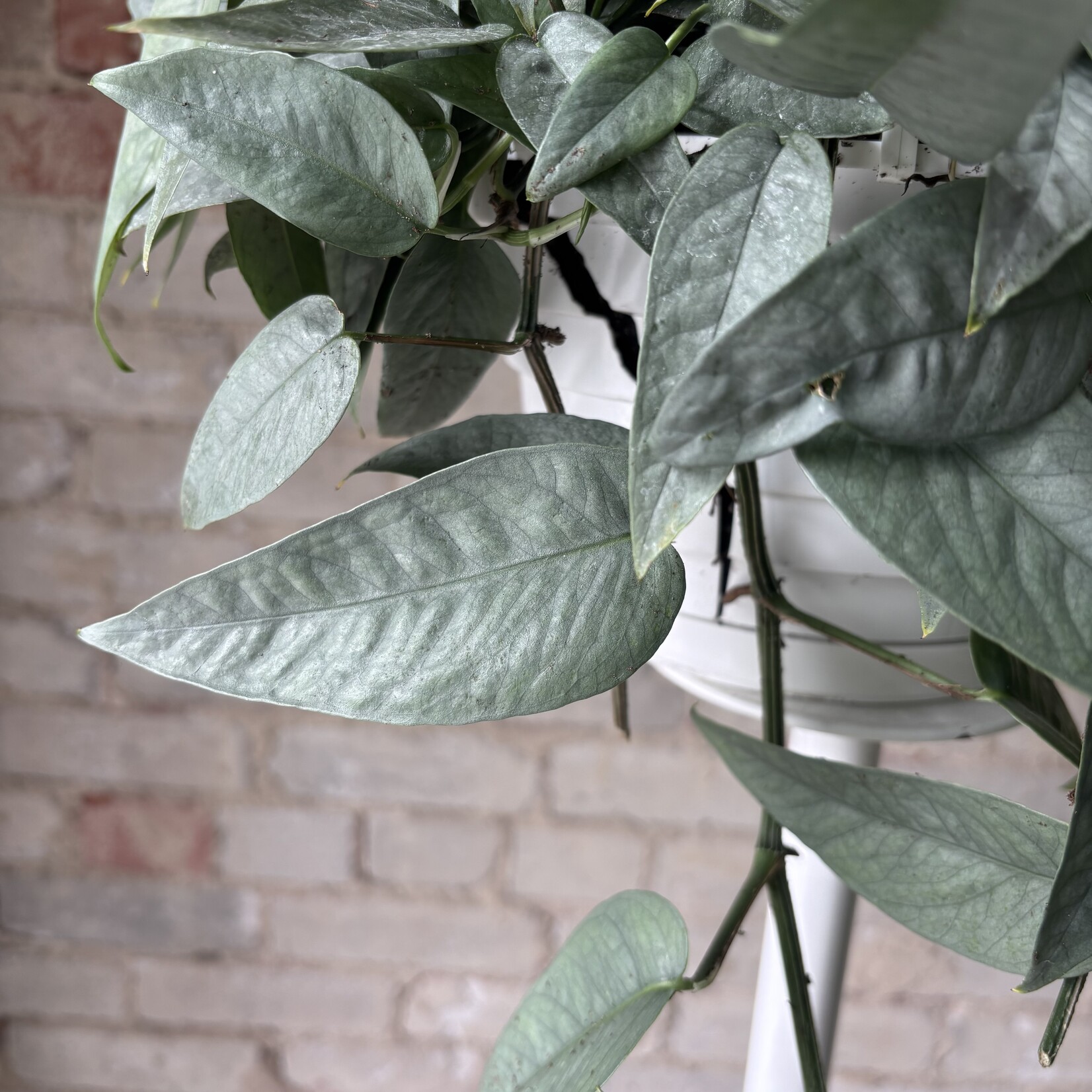 Cebu Blue Pothos 8" HB