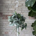 Cebu Blue Pothos 8" HB