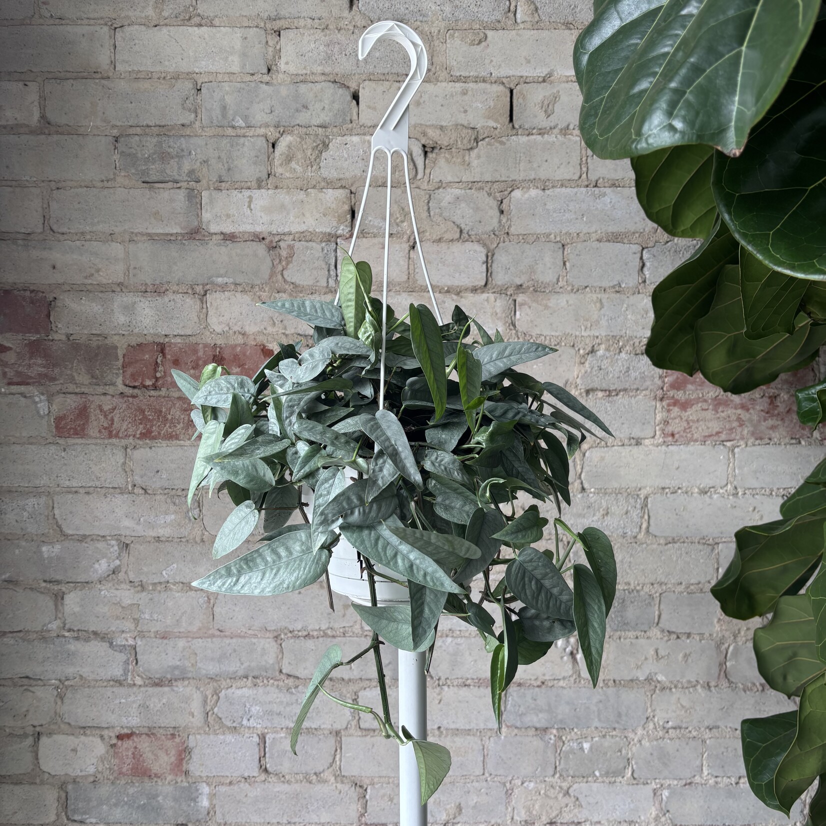 Cebu Blue Pothos 8" HB